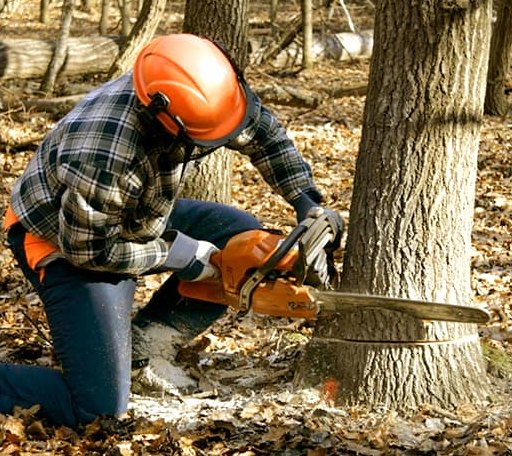 Tree Removal in Stites, ID